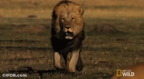 Lion Standing On Rock In Desert With Cloudy Sky GIF