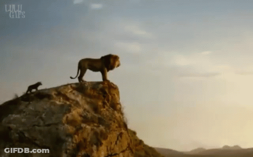 Lion Standing On Rocky Cliff With Cub GIF