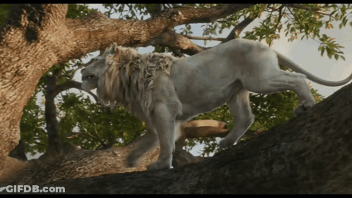 Lion Standing On Rocky Cliff With Cub GIF