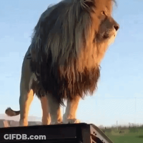 Lion Standing On Wooden Box GIF