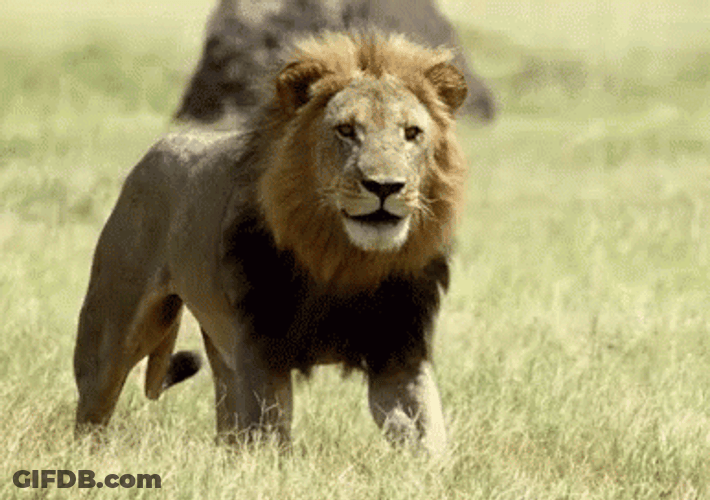 Lion Tongue Out Droll GIF