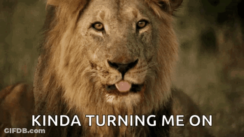 Lion Tongue Out Kinda Turning Me On GIF
