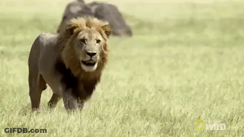 Lion Walking Through Grassy Field GIF