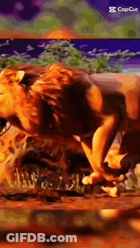 Lion With Capcut Caption GIF
