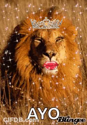Lion With Crown Saying Ayo Bingee GIF