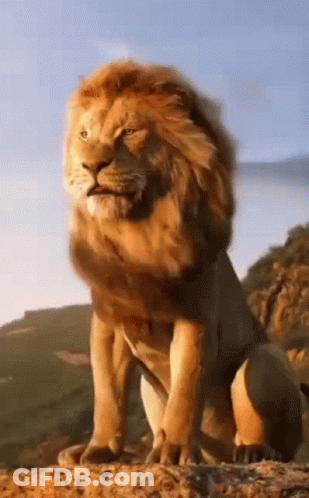 Lion With Long Mane Standing On Hill GIF