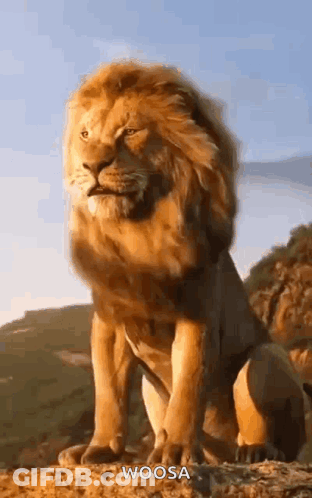 Lion With Long Mane Standing On Hill GIF
