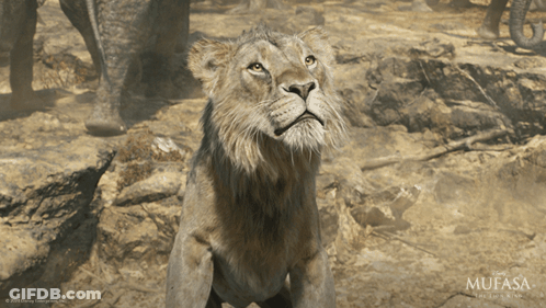 Lion With Mufasa Logo GIF