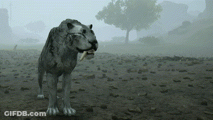 Lion With Tongue Out GIF