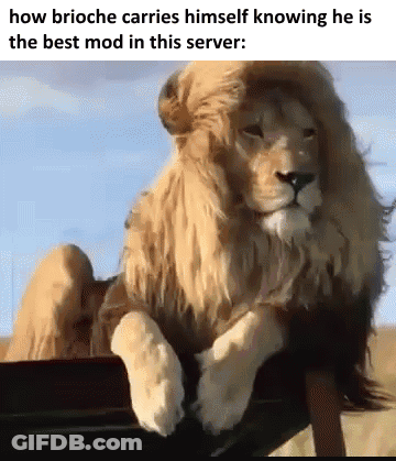 Lion With Wig Sitting On Chair GIF