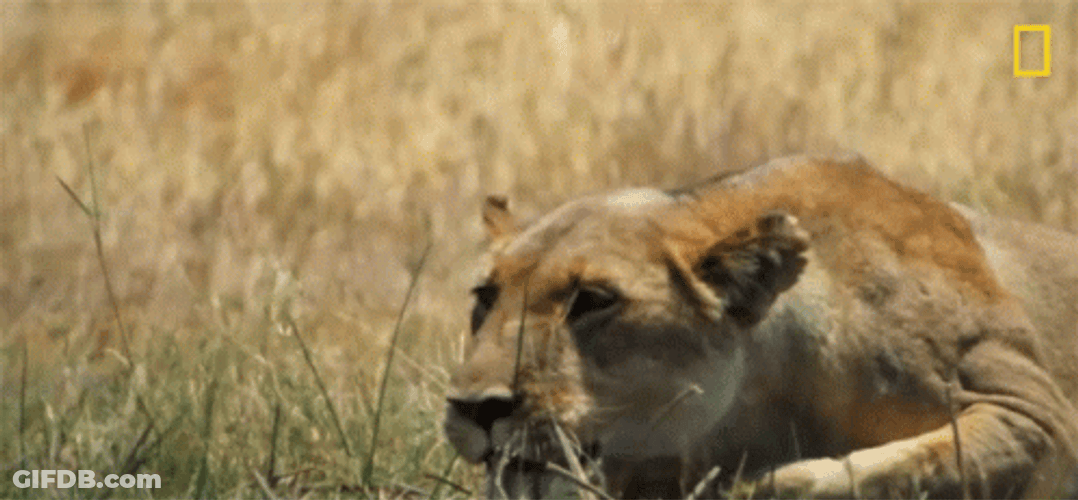 Lioness Intense Hunting Mode GIF