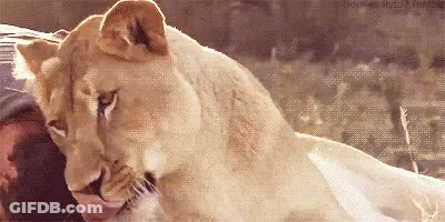 Lioness Licking Man On Bed GIF