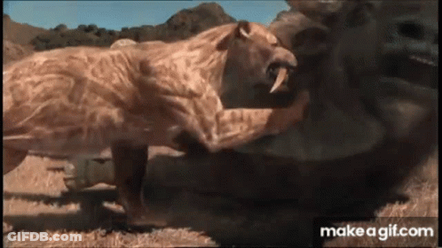 Lioness Standing Next To Hippopotamus In Wild GIF