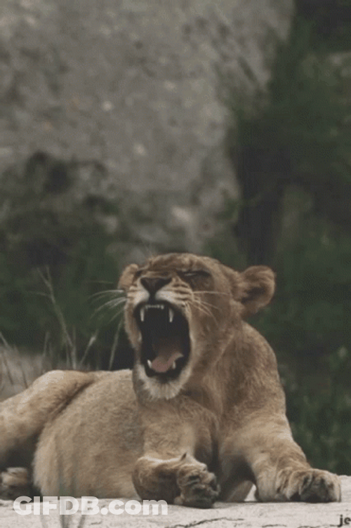 Lionesses On Lions Roaring GIF