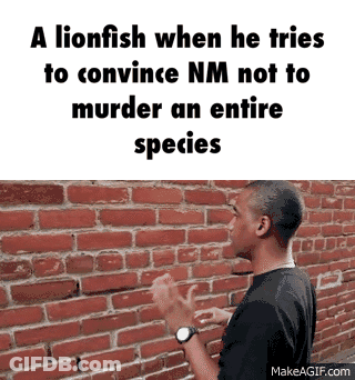 Lionfish Convincing NM Not To Murder Species GIF