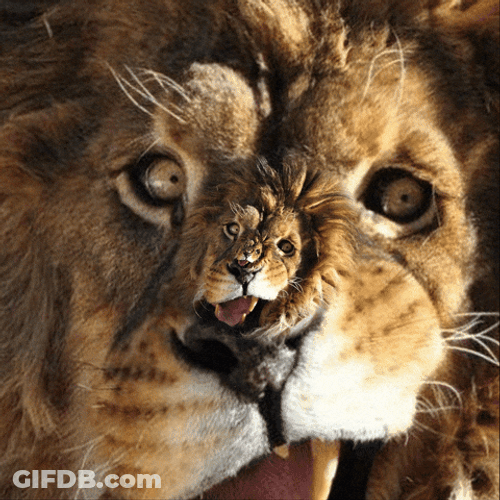 Lions Roaring Face Loop GIF