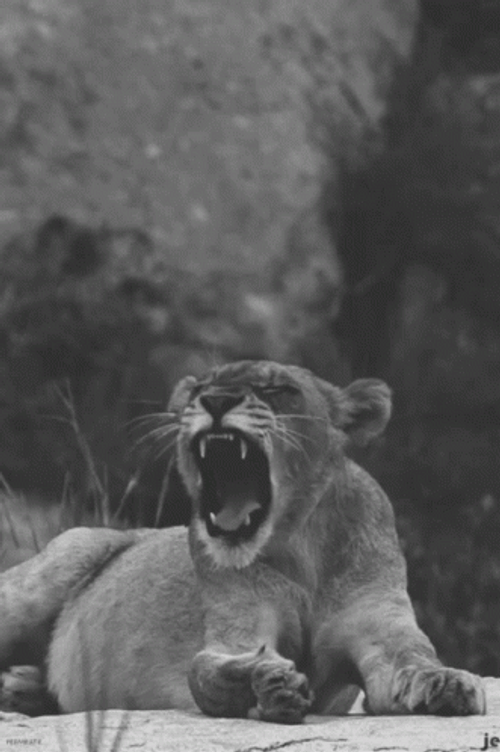 Lions Roaring For Food GIF