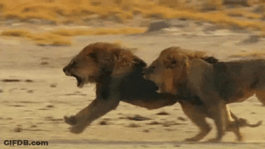 Lions Roaring For Prey GIF