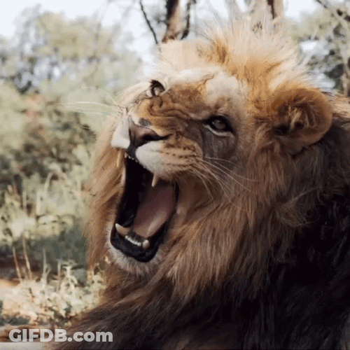 Lions Roaring From Nap GIF