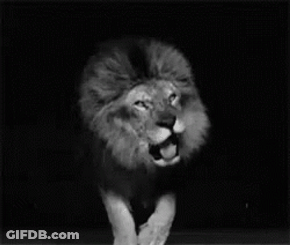 Lions Roaring From The Dark GIF