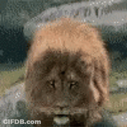 Lions Roaring In Attack GIF