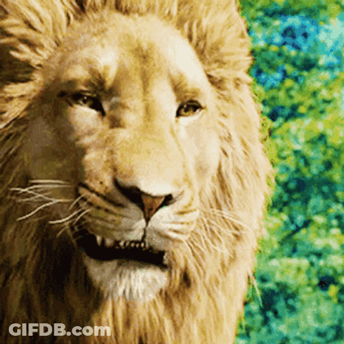 Lions Roaring In Every Inconvenience GIF
