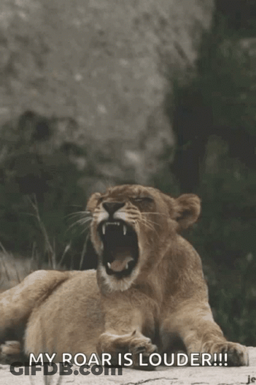 Lions Roaring Louder GIF