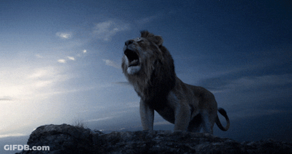Lions Roaring On The Highest Point GIF