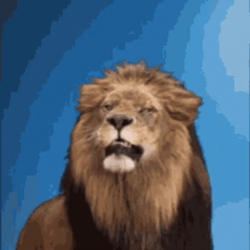 Lions Roaring Out Of Boredom GIF