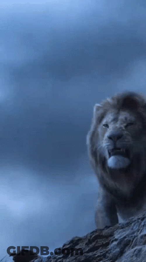Lions Roaring Through The Thunders GIF