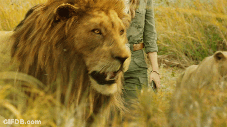 Lions Roaring With A Human GIF