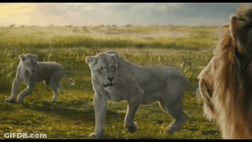 Lions Walking In Grassy Field GIF