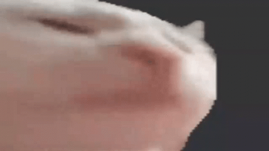 Listening To Music Cat Vibing Head Bang GIF