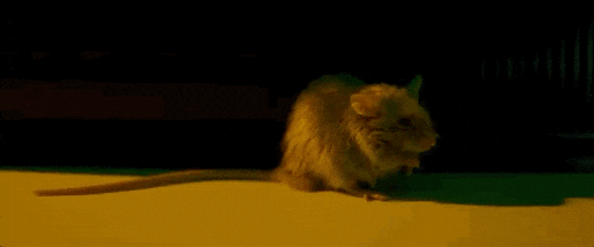 Little Baby Rat Showering GIF