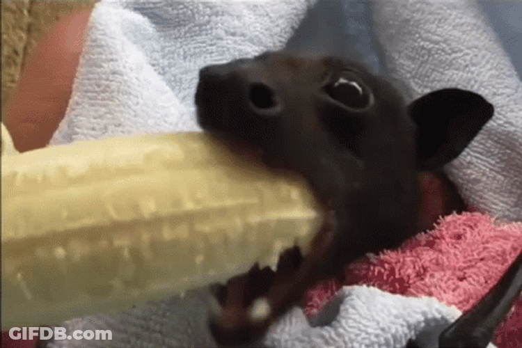 Little Bat Eating Banana GIF