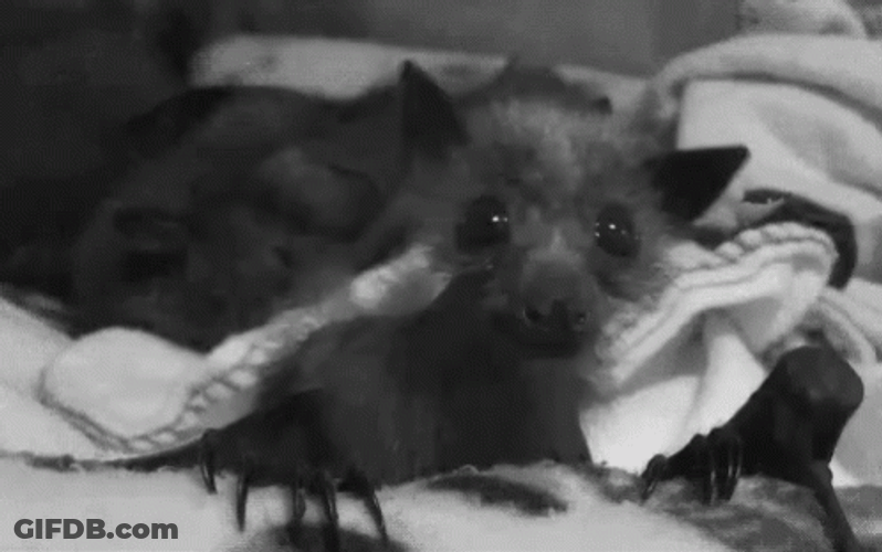 Little Bat Moving Head Curious GIF