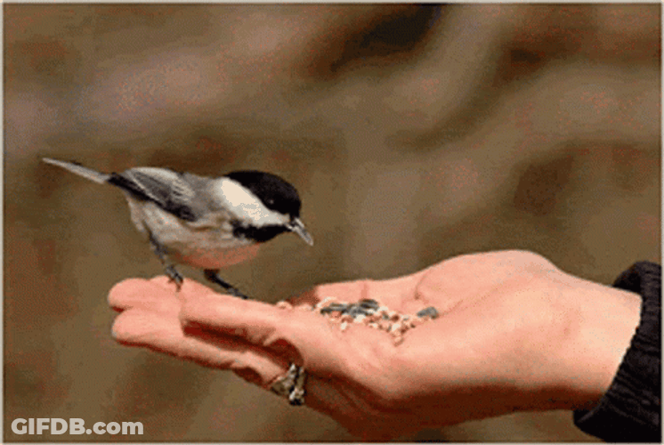 Little Bird Eating GIF
