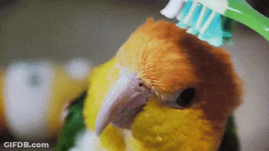 Little Bird Head Brushing GIF