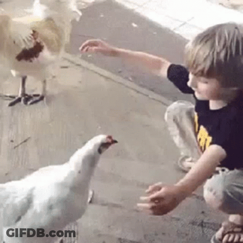 Little Boy Feeding White Chicken GIF