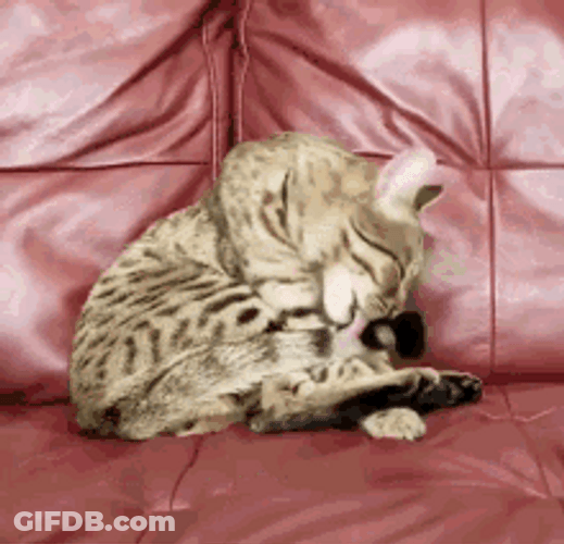 Little Boy Startling Cat Scary Surprise Reaction GIF