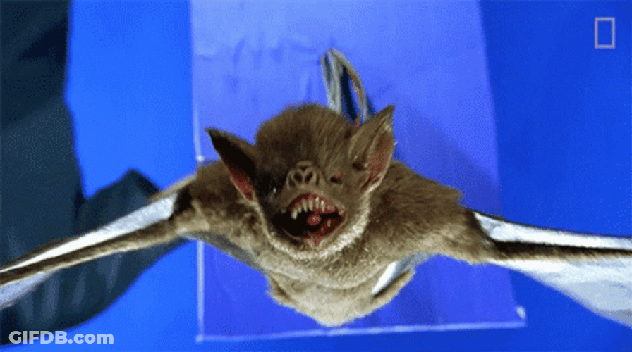 Little Brown Bat Close Up Fangs GIF