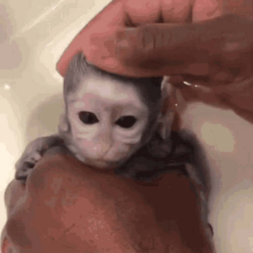 Little Calm Monkey Bath GIF