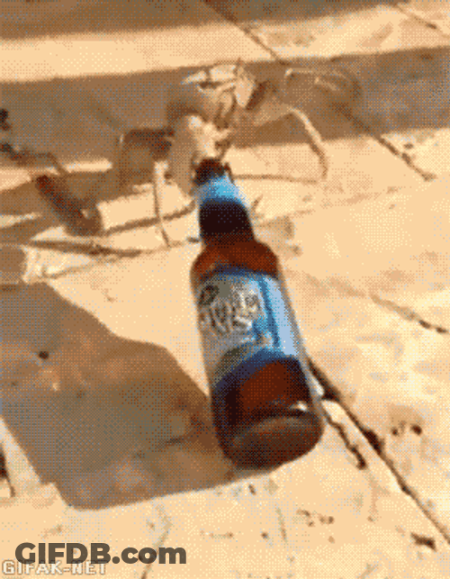 Little Crab Hold My Beer Meme GIF