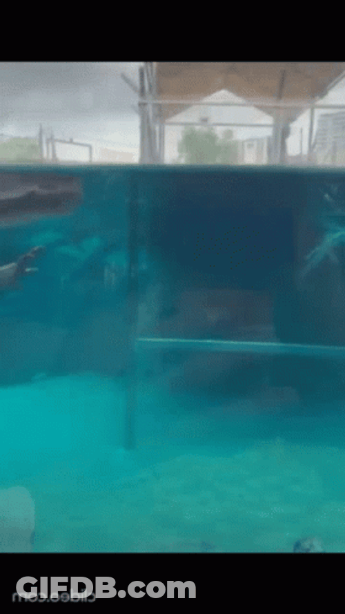 Little Crocodile Floating On Pool GIF