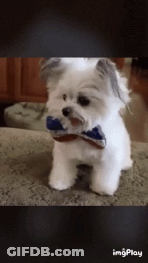 Little Cute Dog High Five GIF