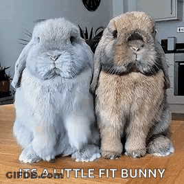 Little Fit Bunny Text GIF