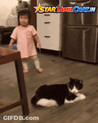 Little Girl And Cat Star Tamilchat.in GIF
