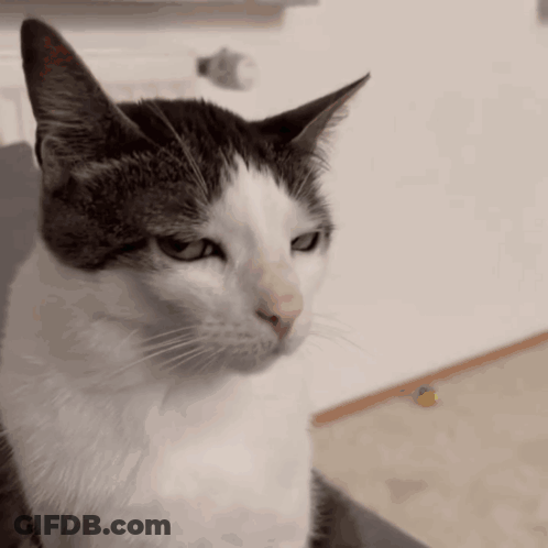 Little Girl In Panda Hoodie Says I Spend My Time Thinking About You GIF