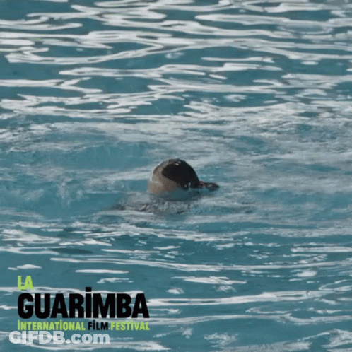 Little Girl Swimming In Pool At Guarimba Film Festival GIF