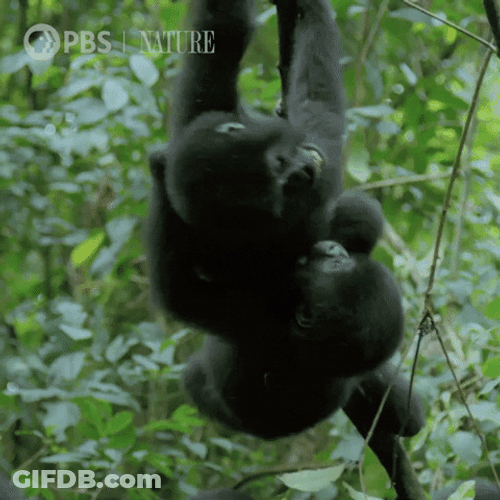 Little Gorilla Falling GIF